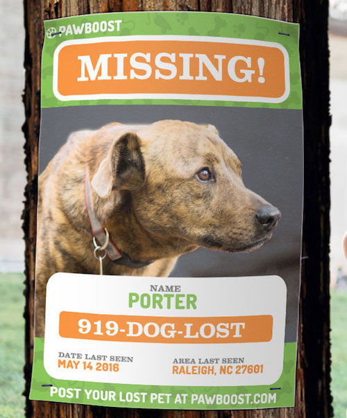  Note the loud colors, legible phone number, and large picture of Porter in this lost pet flyer. 