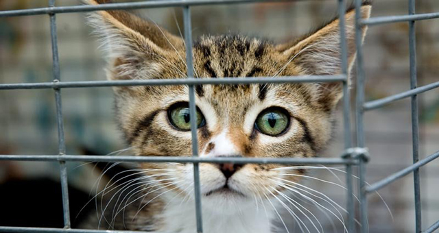  Do not assume you will be contacted if your pet is taken in to a shelter – even if your furbaby is chipped! 