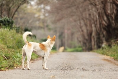  Most lost pets don't stray too far from their homes, so pound that pavement! 