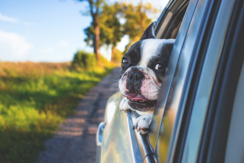  Reuniting a pet with her family is one of the best feelings in the world. Photo credit: Pexels 