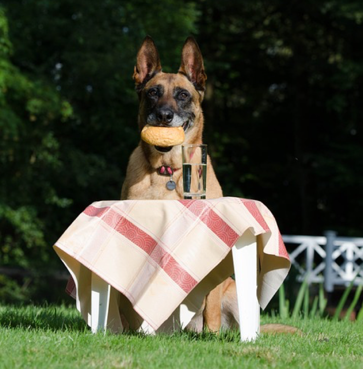 Memorial Day Pet Safety Tips PawBoost