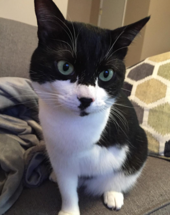 @MrBatmanCat / Instagram