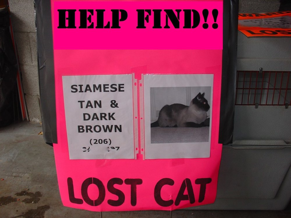  Photo credit:&nbsp; Missing Pet Partnership 