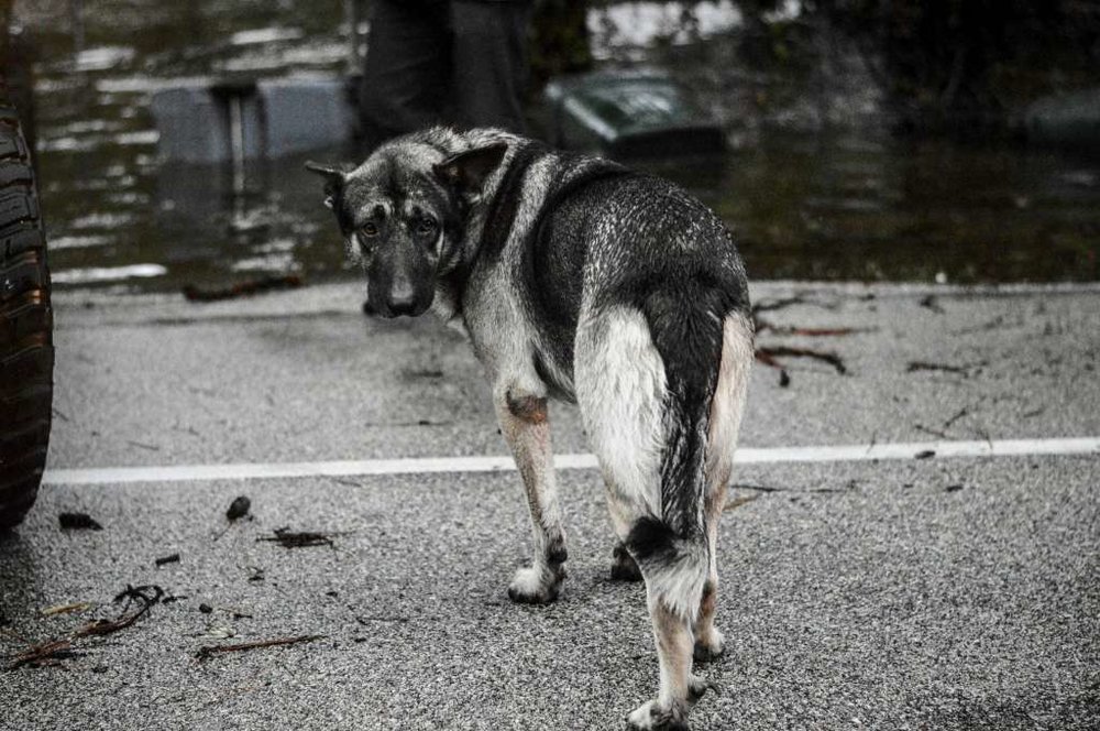  Photo Courtesy of Nana Ankamah via Houston Chronicle 