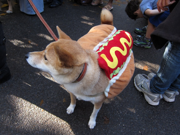  Photo Credit: Petful via flickr 