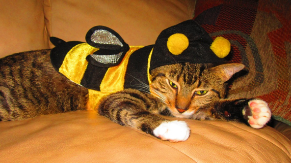  Photo Credit: Petful via flickr 