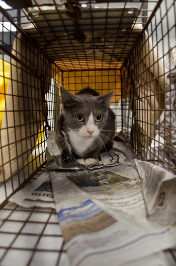 Tools to find a lost cat: Humane trap - First Street Pets