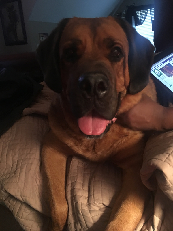 Happy Tails! June 2018 Lost & Found, Dogs, Cats & Pets That Were