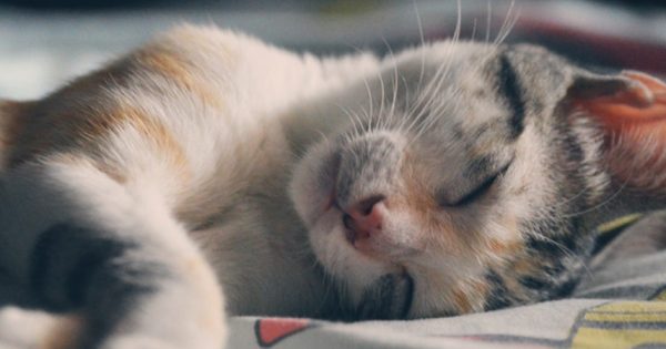 moving house with an indoor cat