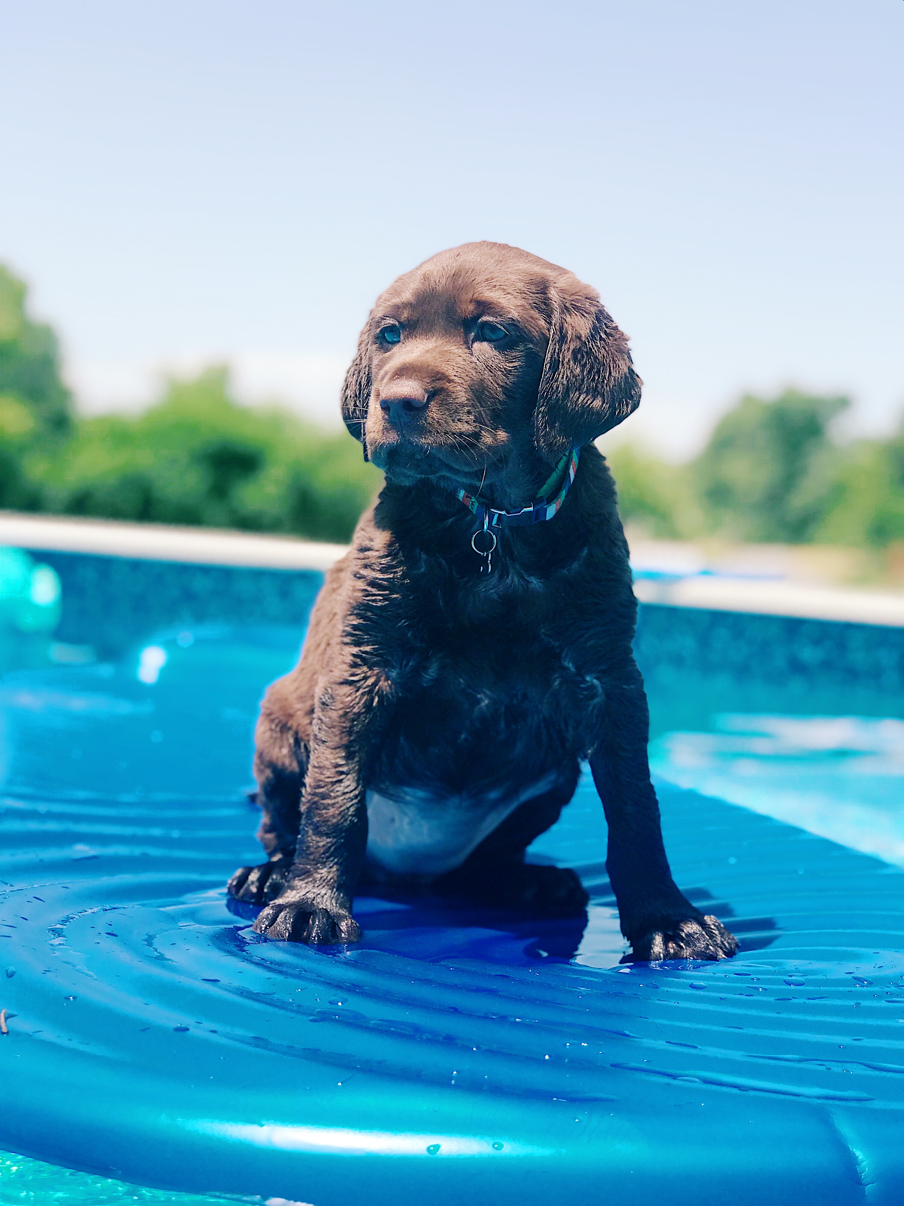 how do i keep my dog out of the swimming pool