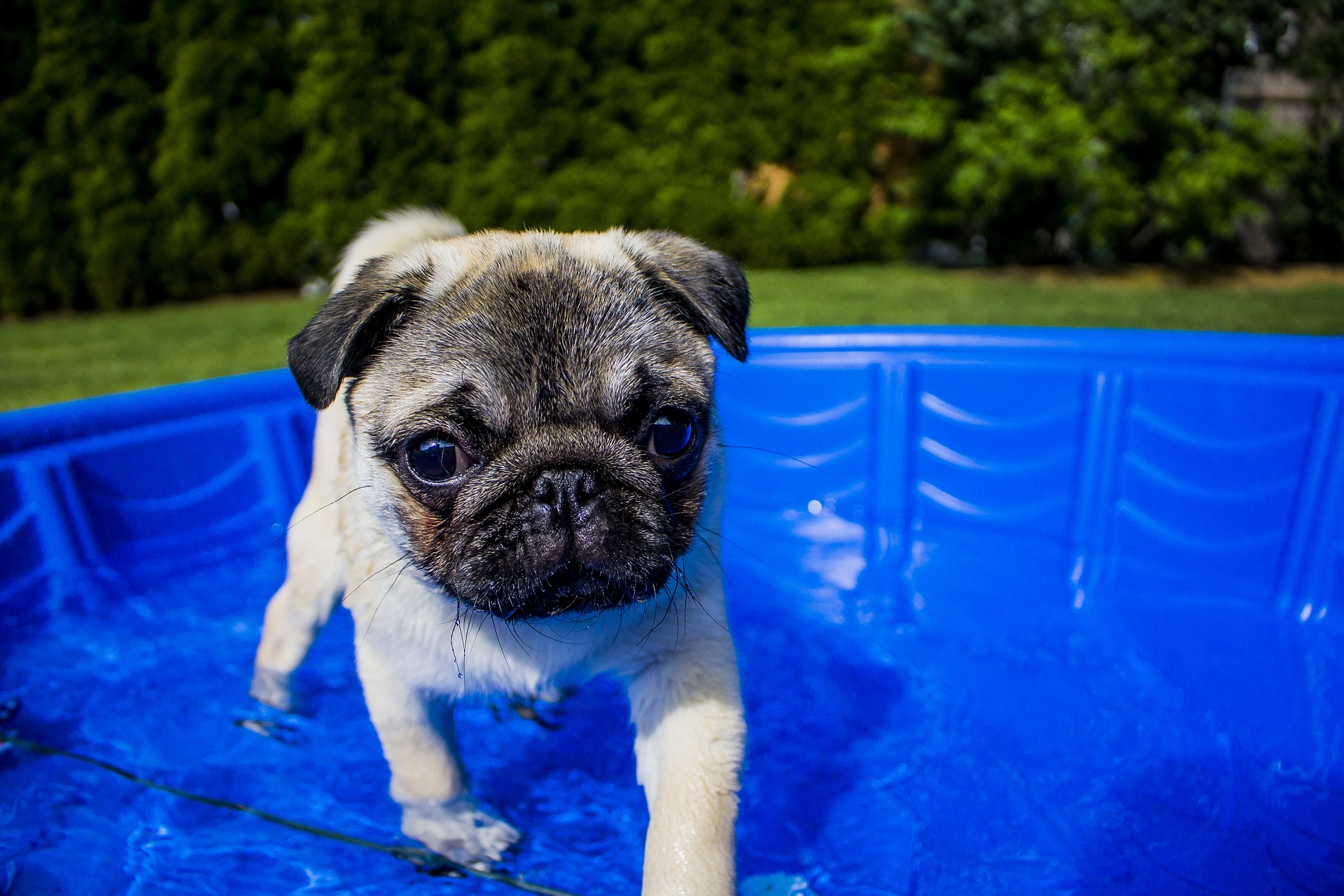 how do i keep my dog out of the swimming pool