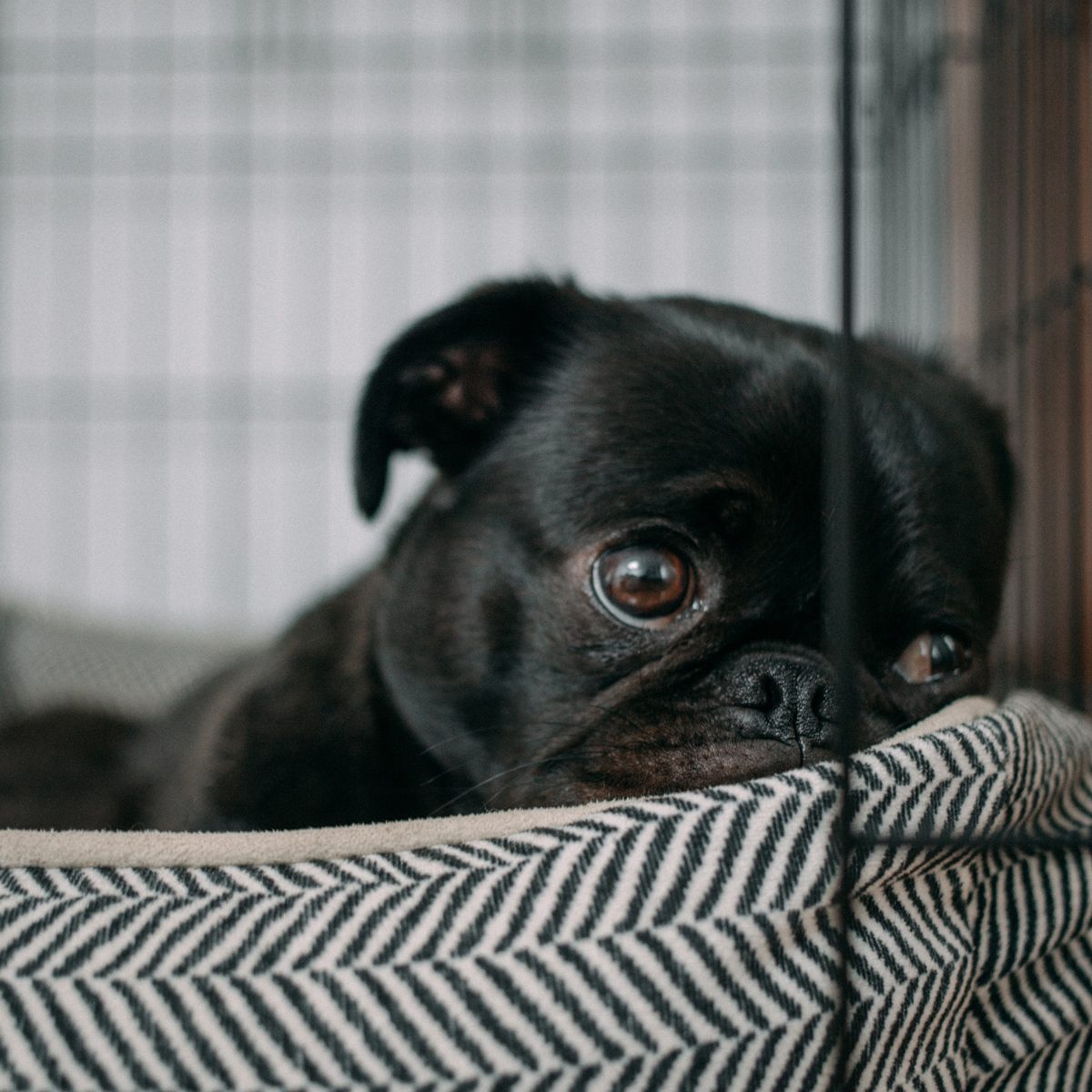 How To Make Your Dog Love His Crate