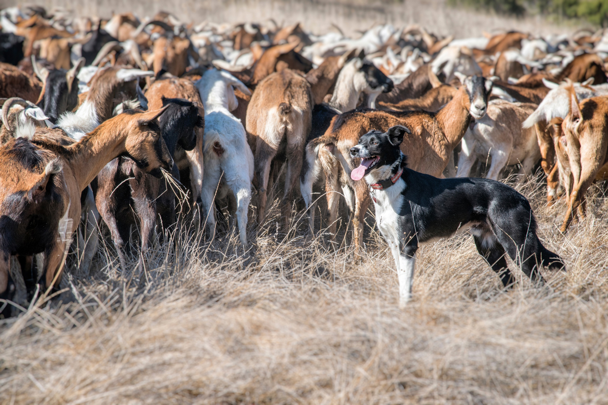 5 Things You Should Know About the Herding Dog Breed PawBoost Blog 5 Things You Should Know About the Herding Dog Breed PawBoost Blog