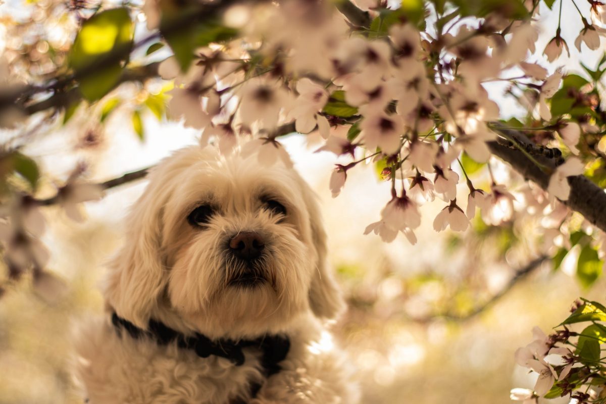 7 Spring Time Dangers for Dogs - Safety Tips | PawBoost
