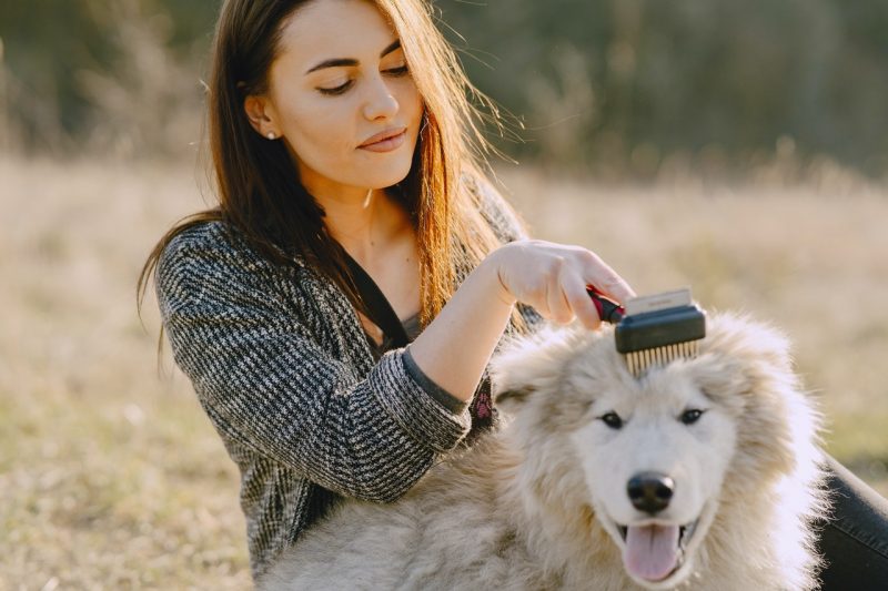 Tips for Grooming Dogs with Thick Coats PawBoost Blog