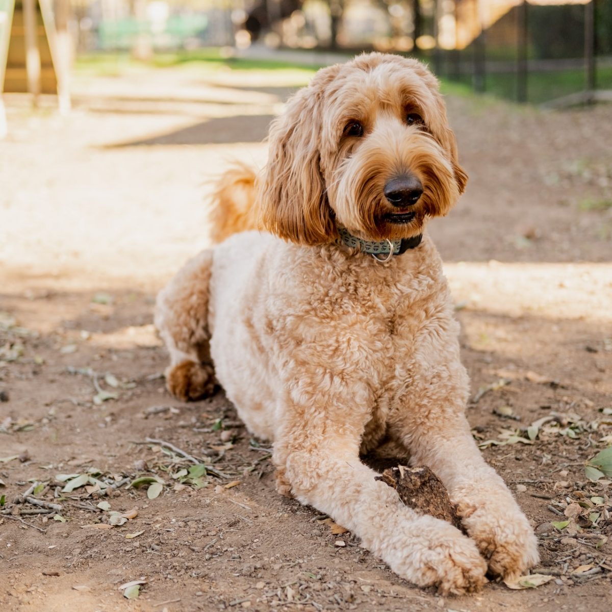 Goldendoodle Preventative Care - Everything You Need To Know!