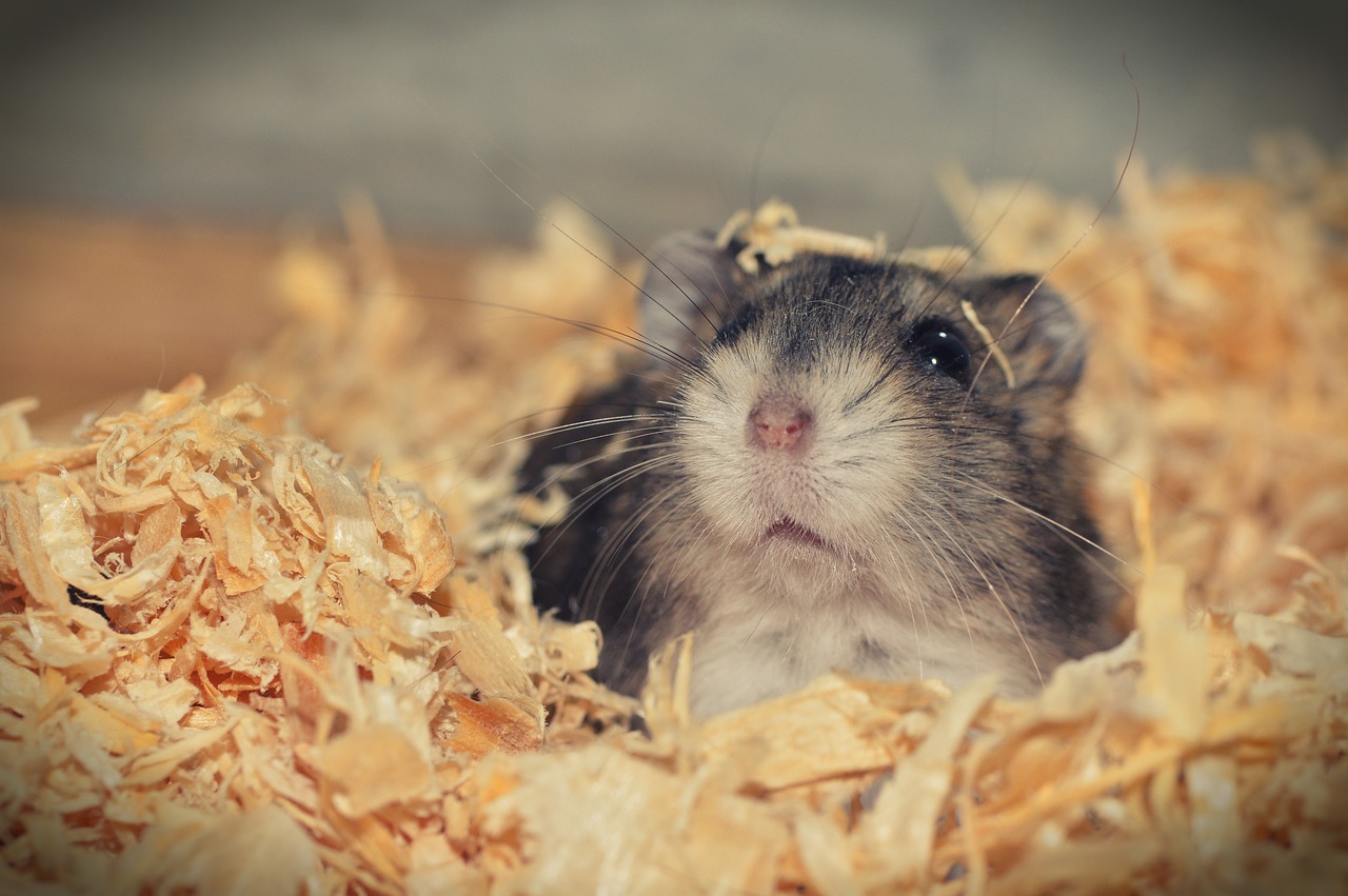 Image showcasing The Best Low-Maintenance Pets For Kids | PawBoost