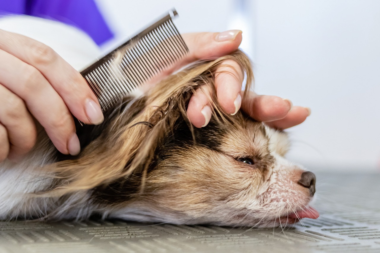 View of How To Get Rid Of Dog Fleas? – PawBoost Blog