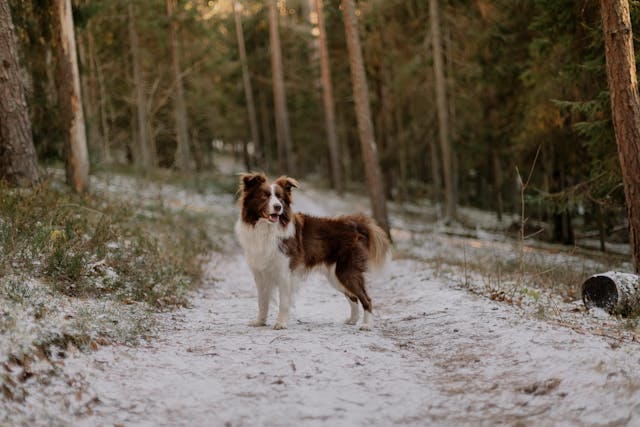 brown and white dog lost in the woods missing