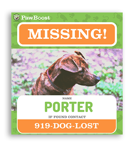 found dog flyer