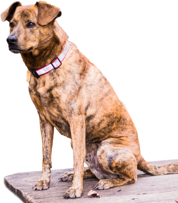 Pawboost Found