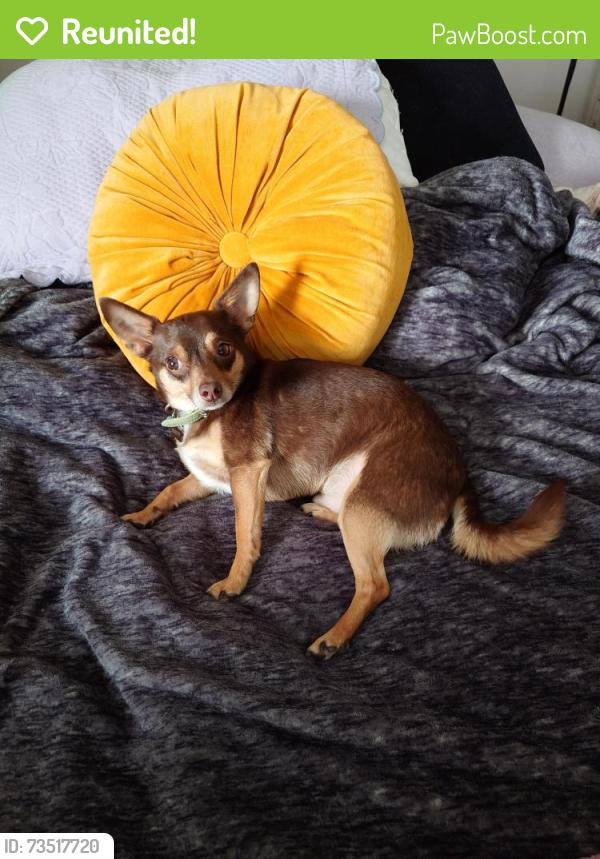 Reunited Male Dog last seen Lawton Ave, Oakland, CA 94618