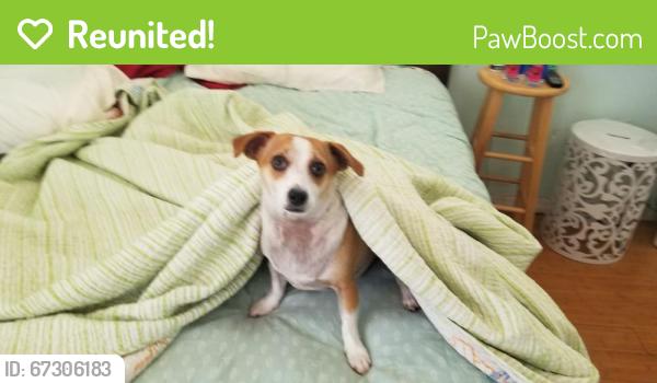 Reunited Male Dog last seen Near bloomwood, Los Angeles, CA 90731