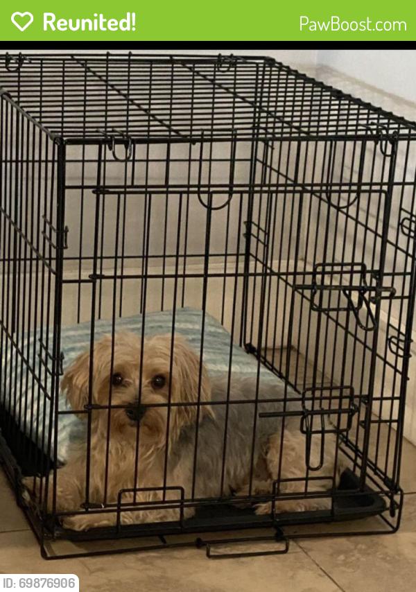 Reunited Male Dog last seen Near w 72 ter hialeah , Hialeah, FL 33018