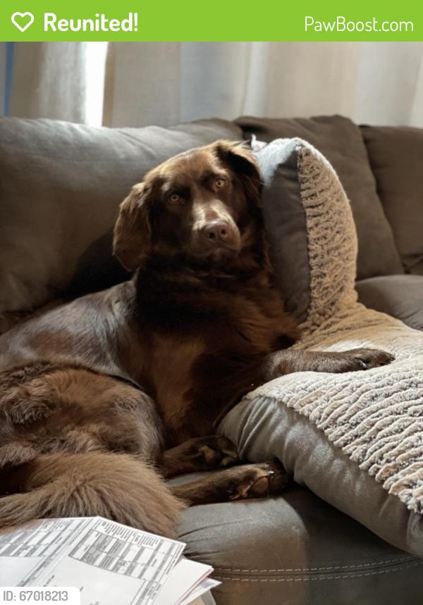 Reunited Female Dog last seen Carriage hill drive, Urbana, MD 21704