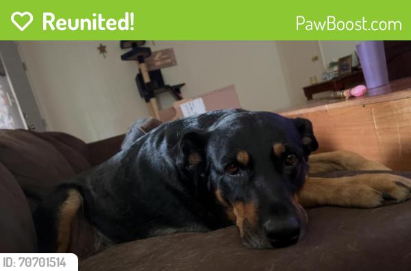 Reunited Female Dog last seen Near the Y on Taylors Rd, Taylors, SC 29687