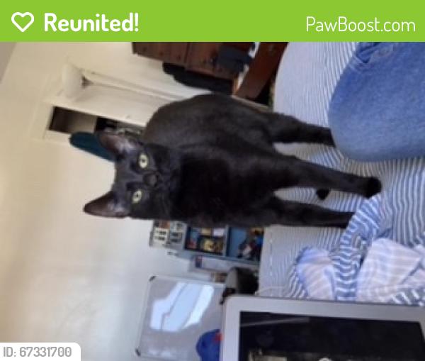 Reunited Male Cat last seen Parkview Ave, past Blvd of Allies, Pittsburgh, PA 15213