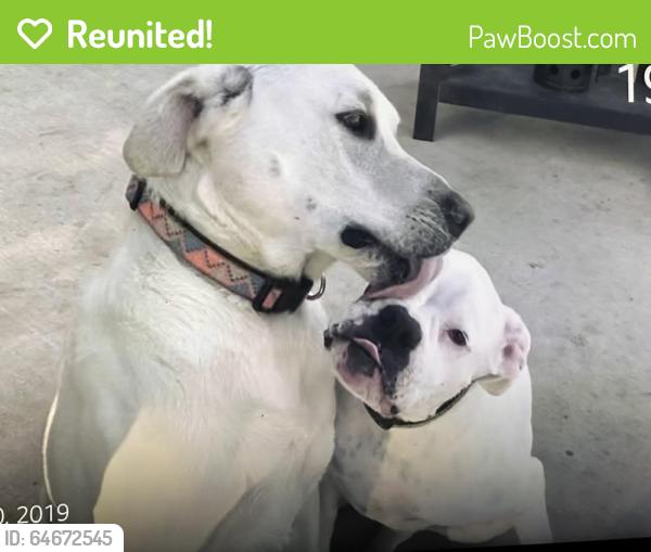 Reunited Male Dog last seen Near Lakefront & Lakedon St, San Antonio, TX 78222