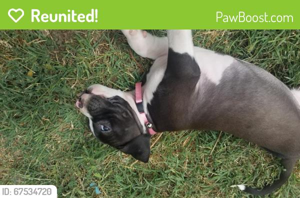 Reunited Male Dog last seen Whittier and Gilbert hemet, Hemet, CA 92543