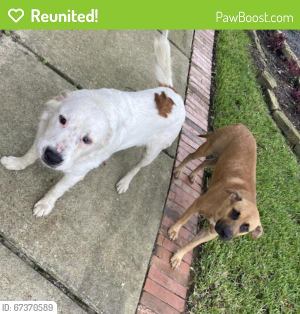 Reunited Unknown Dog last seen Cielio Bay Ct, Houston, TX 77041, USA, Houston, TX 77041