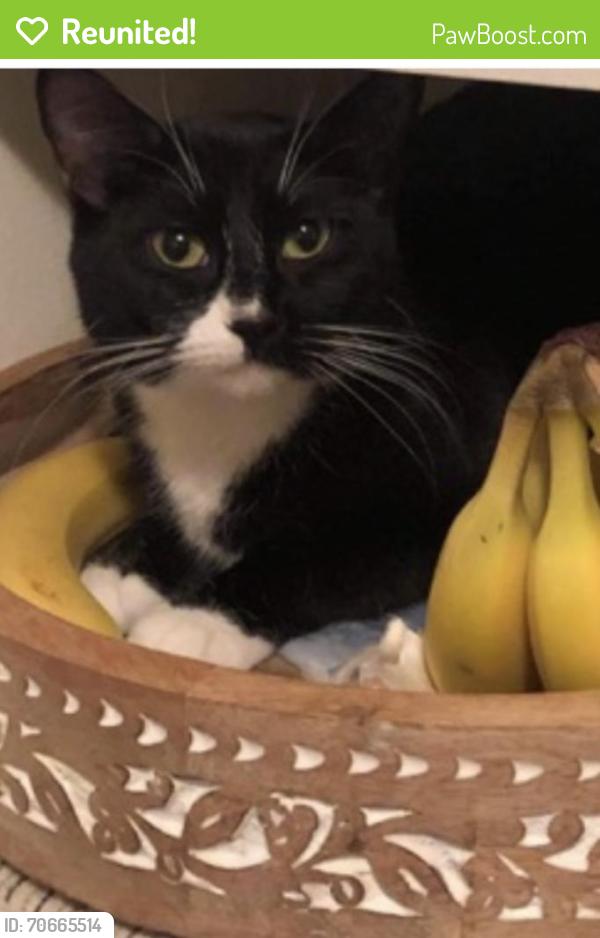 Reunited Female Cat last seen At at New Brighton Park SE, Calgary, AB T2Z 0X8