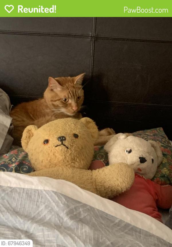 Reunited Male Cat last seen Scarlet oak ave west Melton, Harkness, VIC 3337