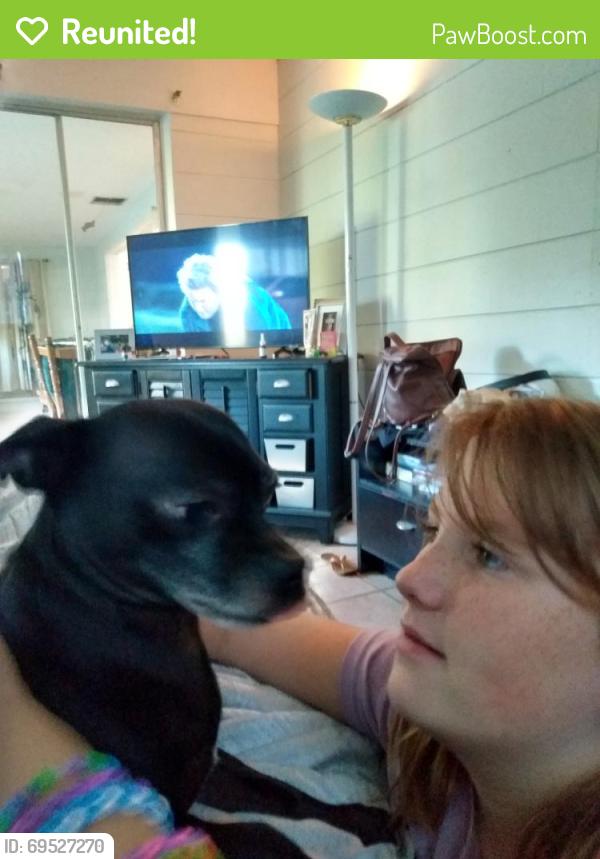 Reunited Male Dog last seen 62nd Ave, St. Petersburg, FL 33702