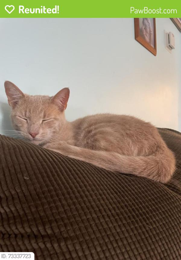 Reunited Male Cat last seen Church street near Lackawanna heritage trail, Archbald, PA 18403