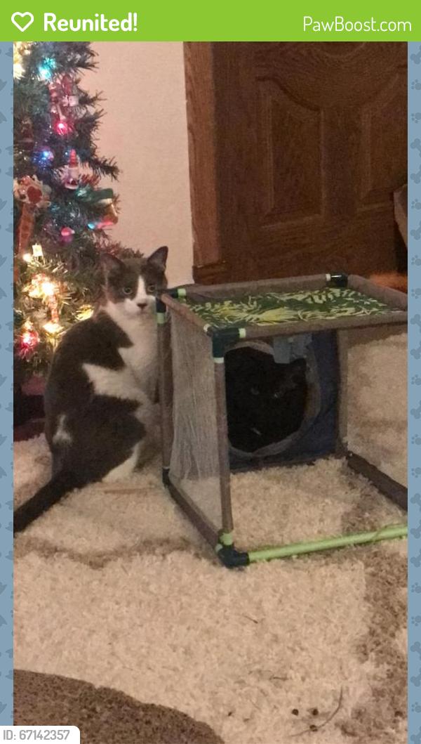 Reunited Male Cat last seen Near Overton Dr, St. Louis, MO 63123, USA, St. Louis, MO 63123