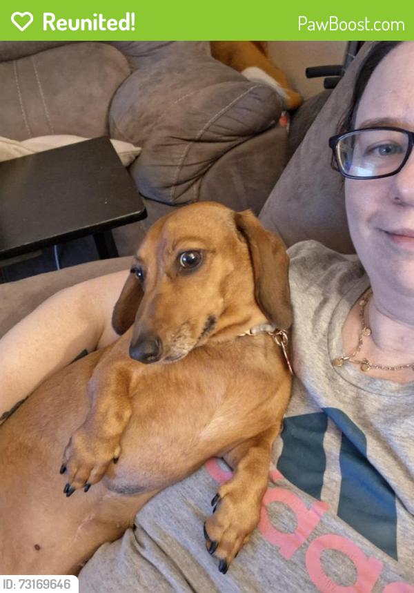 Reunited Female Dog last seen 87th ave and cactus, Peoria, AZ 85345