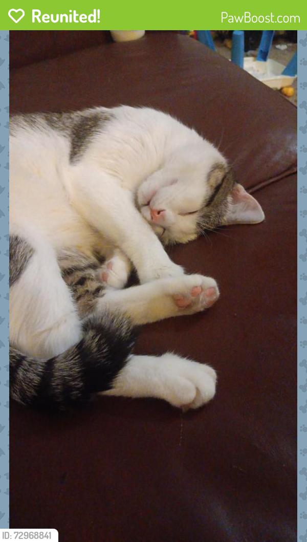 Reunited Male Cat last seen Near W Ina rd Tucson AZ 85741, Tucson, AZ 85741