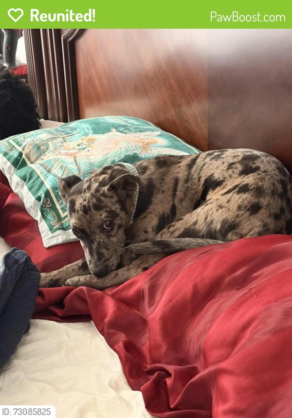 Reunited Female Dog last seen Walmart, Southampton Township, NJ 08088