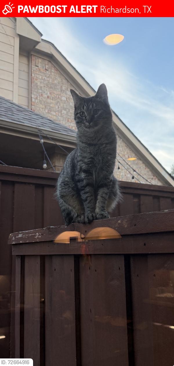 Lost Male Cat last seen Heather Ridge Dr, Richardson, TX 75082, USA, Richardson, TX 75082