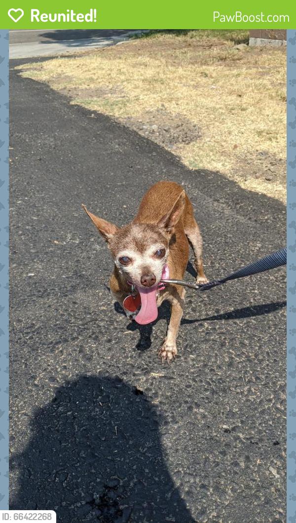 Reunited Female Dog last seen Lincoln Ave, El Cajon, CA 92020