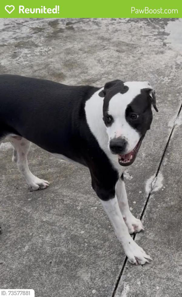 Reunited Male Dog last seen Near SW 99th Ave, Miami, FL 33165, USA, Miami, FL 33165
