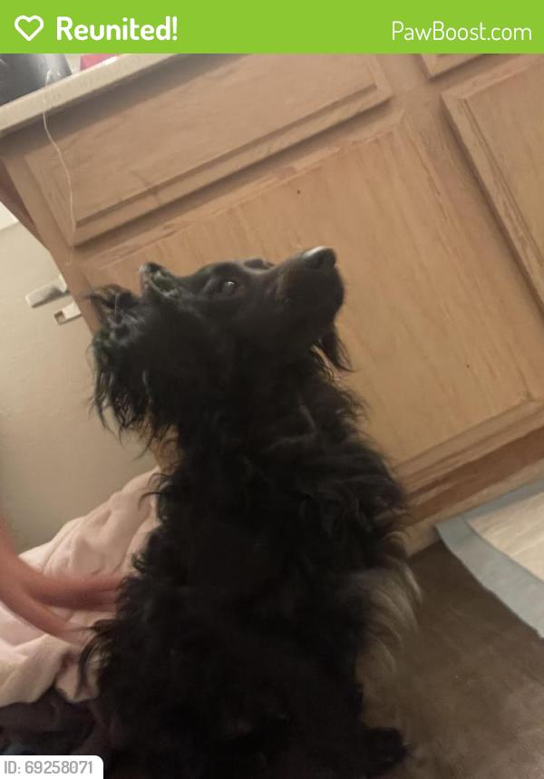 Reunited Male Dog last seen East Las Vegas, Whitney, NV 89122