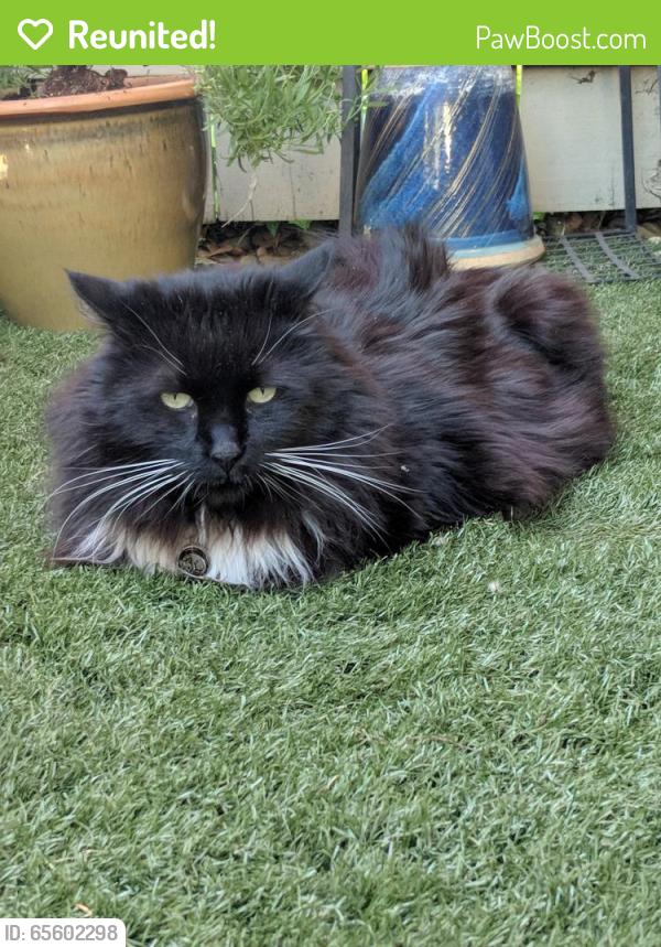 Reunited Male Cat last seen Near SW Teal Blvd & SW Murray Blvd, Beaverton, OR 97008