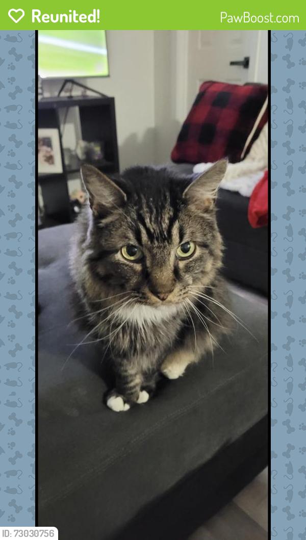 Reunited Male Cat last seen Hillcrest/Mccallum, Dallas, TX 75252