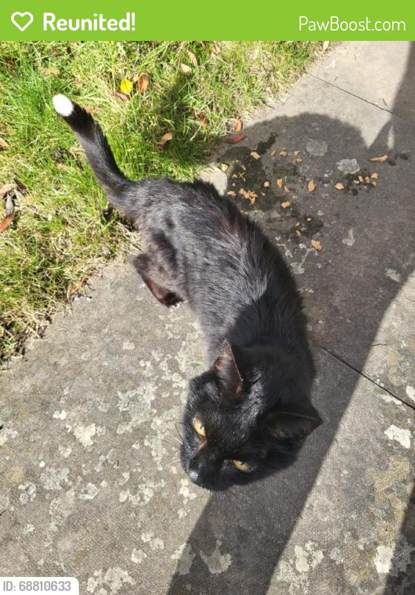 Reunited Unknown Cat last seen Brake Hill, Oxfordshire, England OX4 7LH