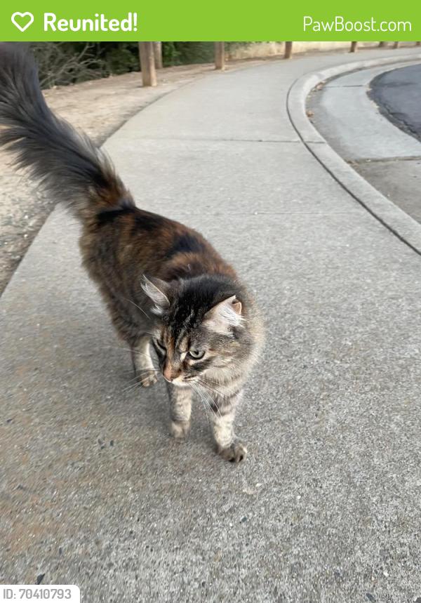 Reunited Unknown Cat last seen Near pintail circle, folsom ca 95630, Folsom, CA 95630
